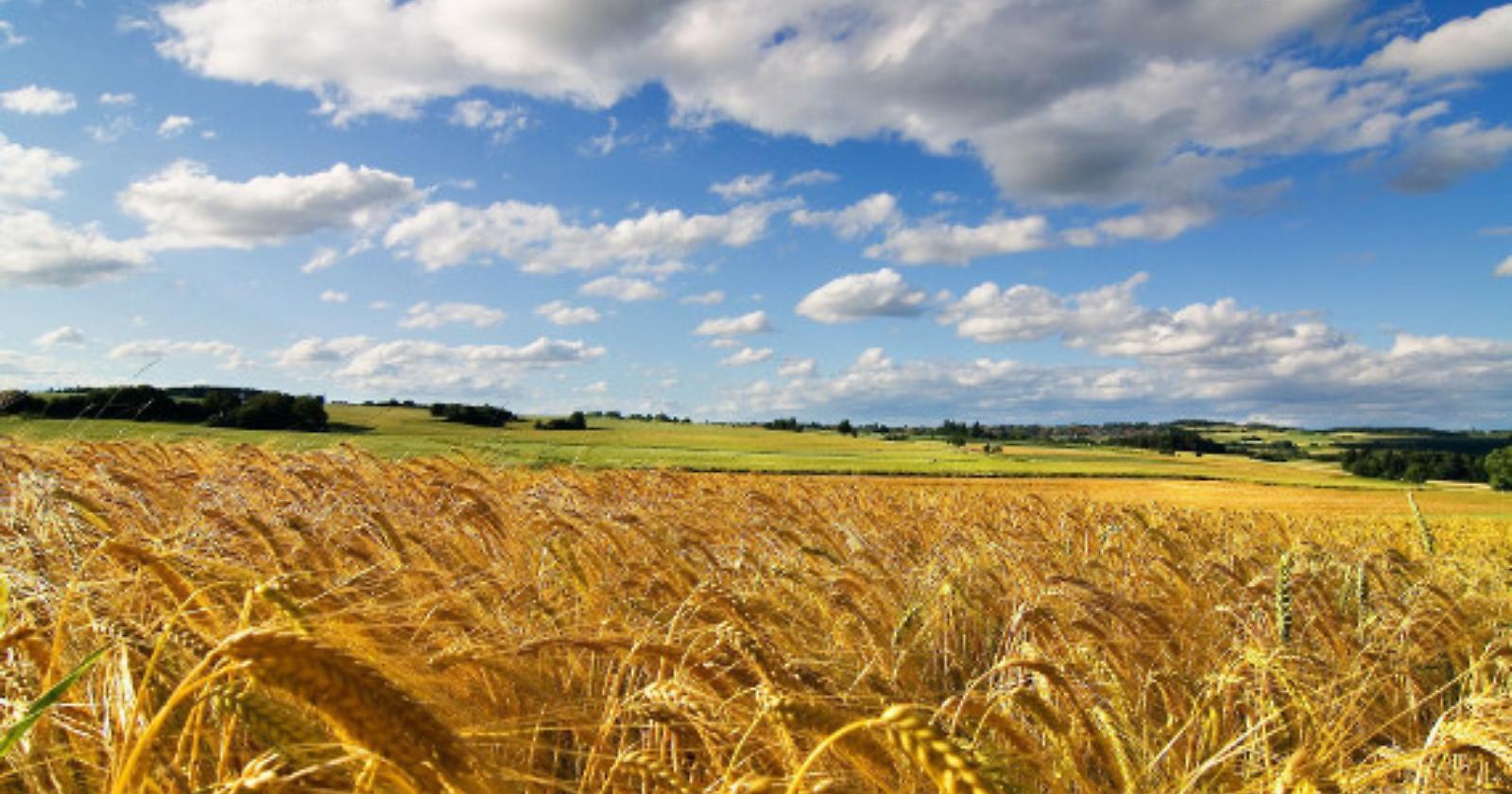 In Puglia la produzione di grano più bassa degli ultimi 10 anni: soffre soprattutto Foggia, granaio d'Italia, con 4.950 aziende