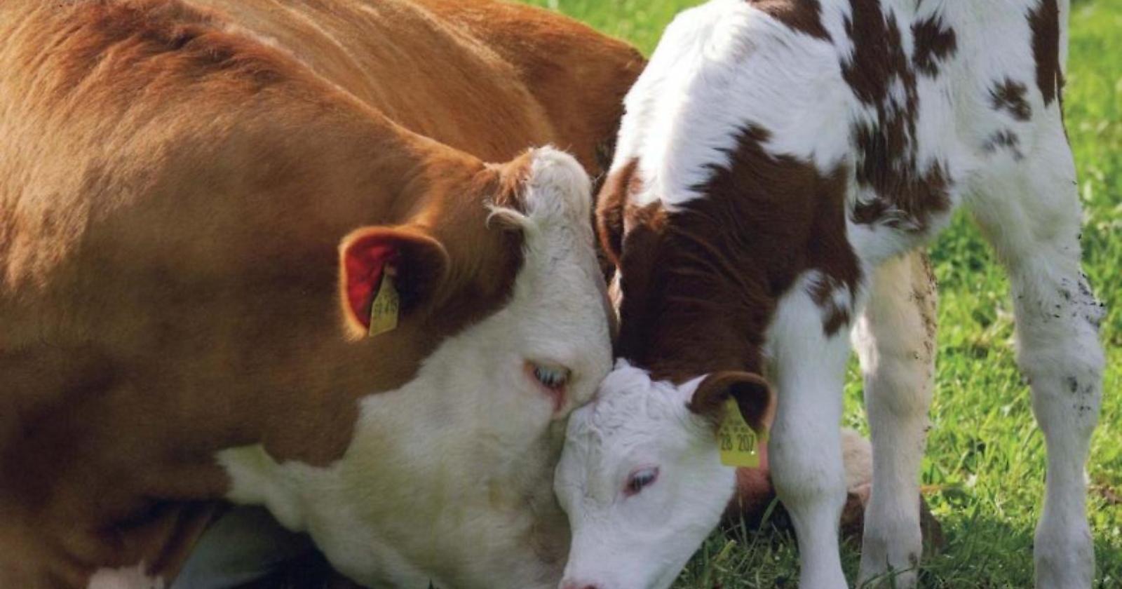 Mamma: una sola specie, un solo cuore.