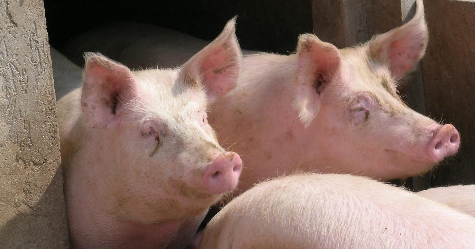 Attenzione alle peste suina: focolai anche nel Lagonegrese e in Val d'Agri. Ecco i comuni colpiti