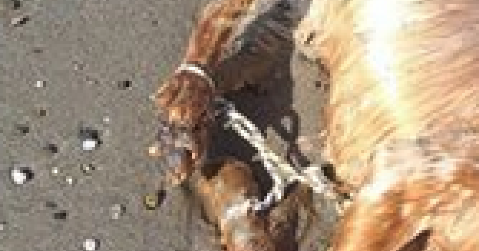 Policoro, cane legato a una boa muore annegato