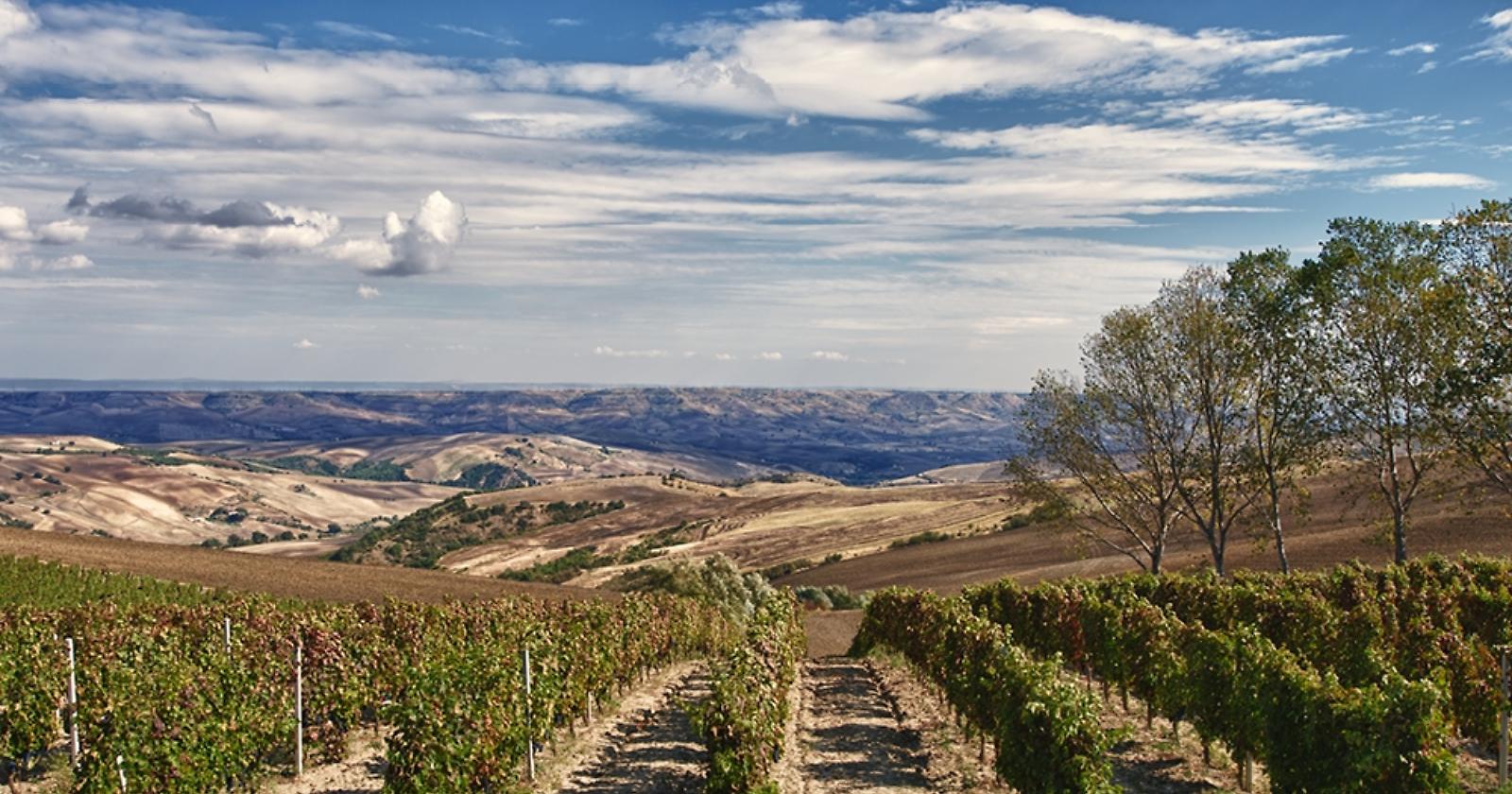 Ecco i vini della Basilicata che si impongono
