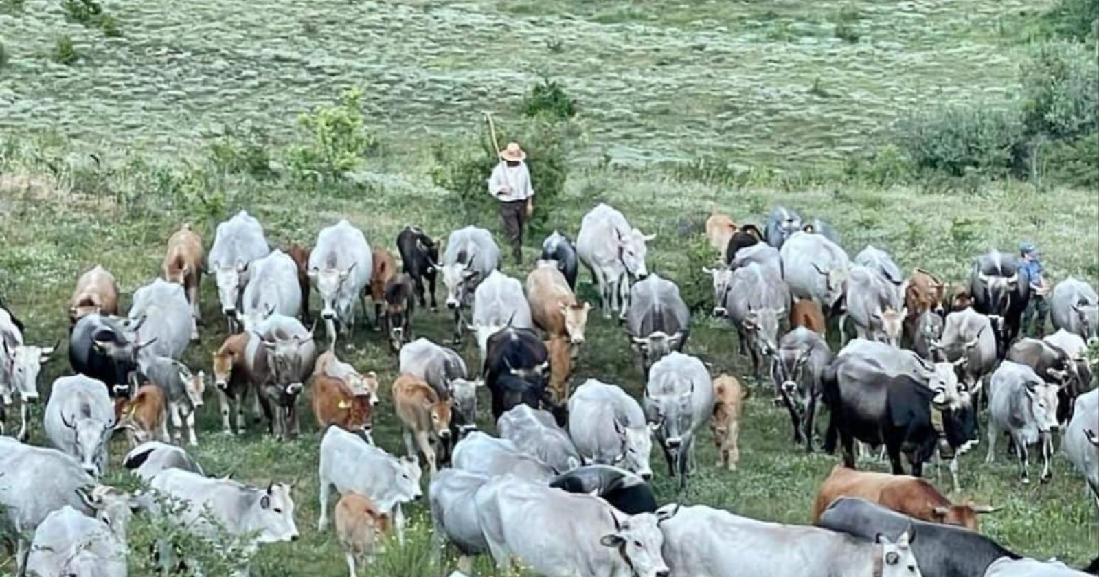 Si terrà a Tricarico il convegno nazionale sulla transumanza: appuntamento venerdì 23 giugno
