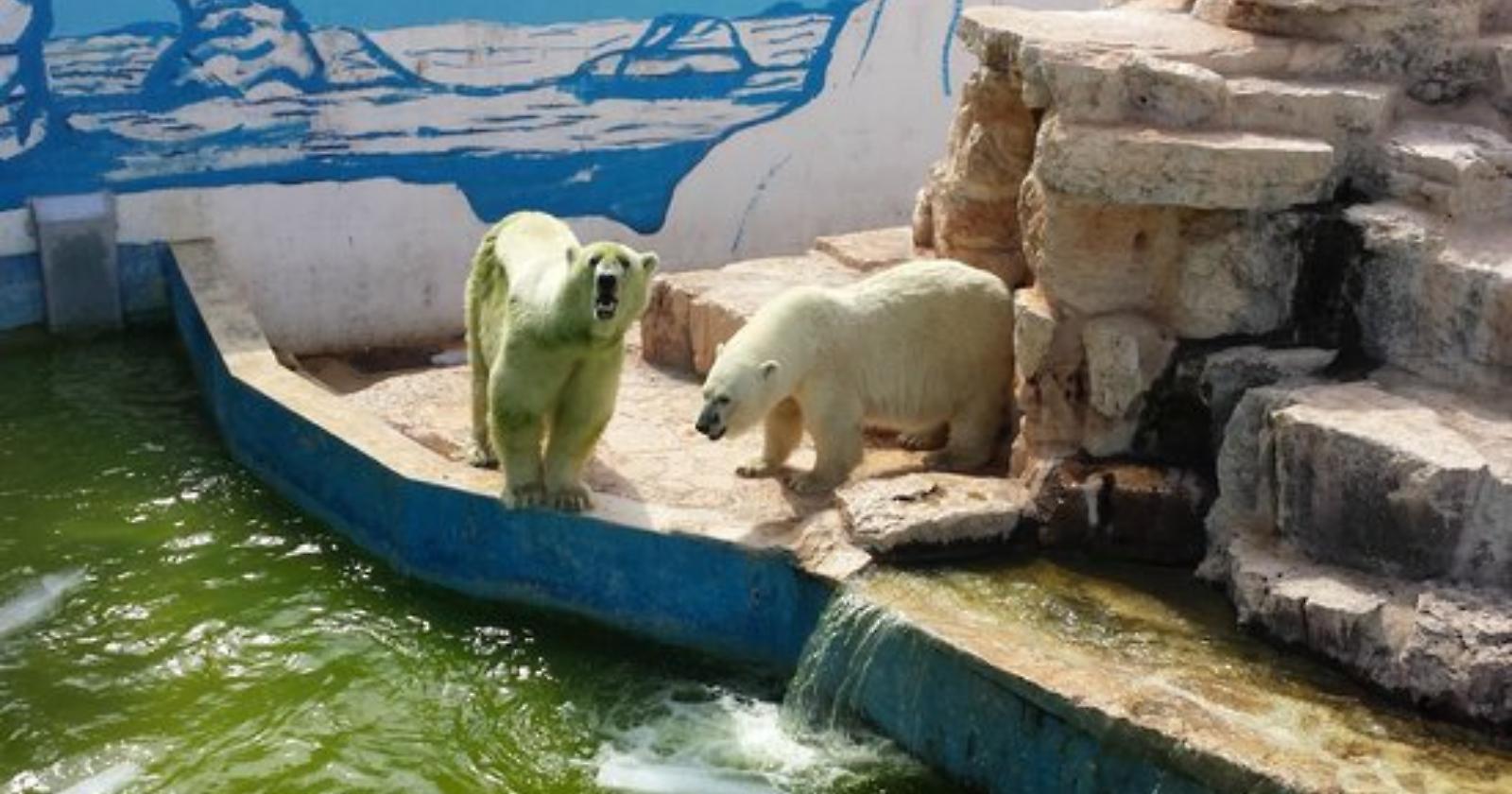 Che ci fanno due orsi polari, mamma e figlia, nello Zoo Safari con temperature africane?