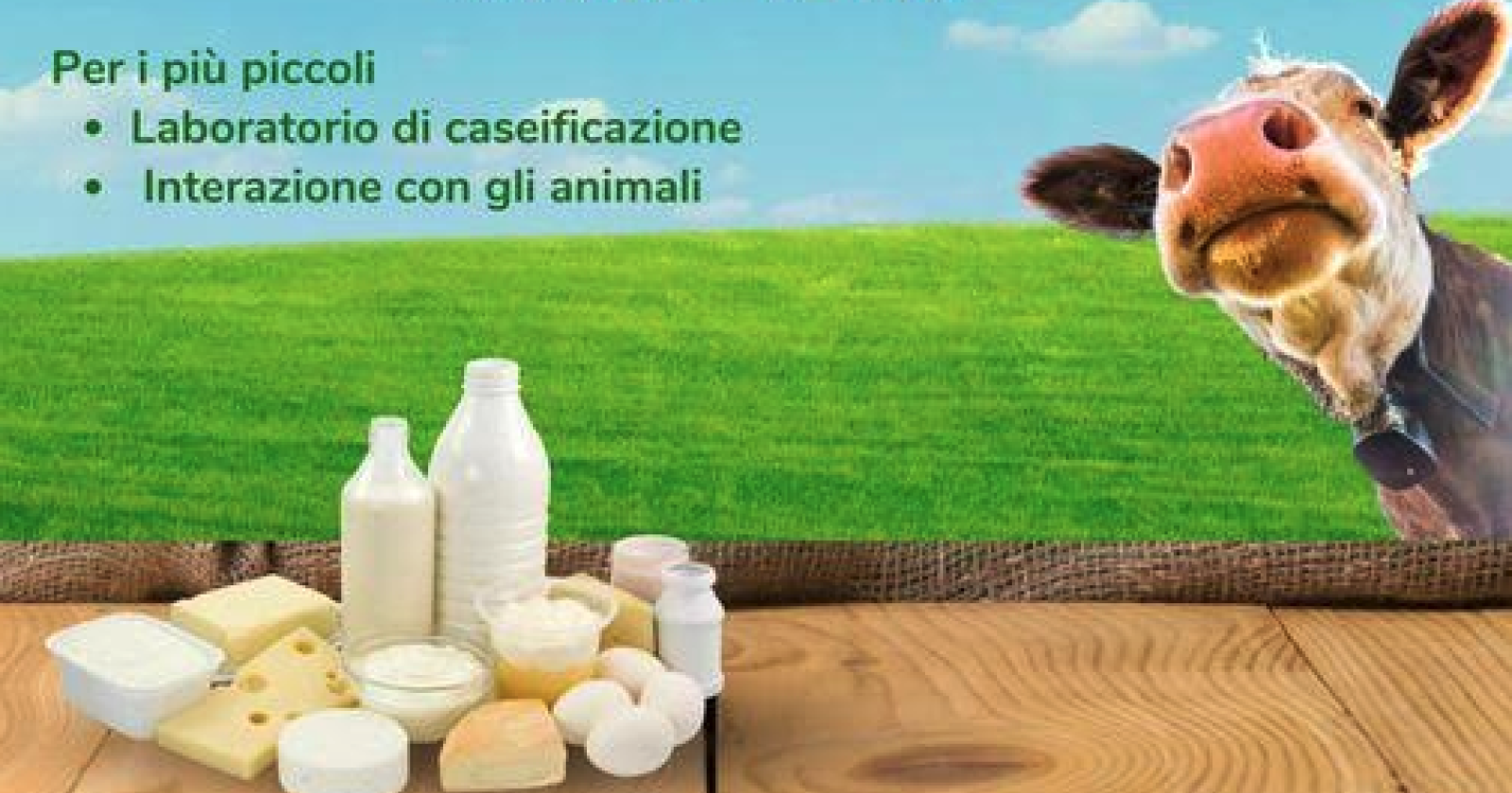 Bella, la via del latte anima l'estate bellese