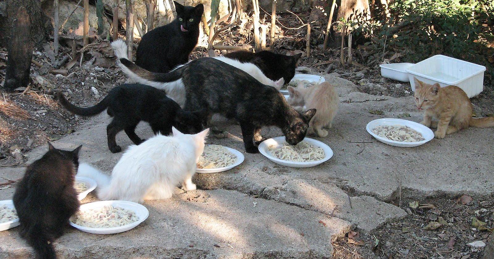 Cani e gatti randagi vanno sfamati: la lezione dei giudici a Panni ora serve anche per  Palermo
