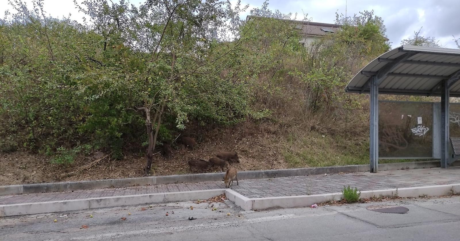 A Potenza è allarme cinghiali: proseguono gli avvistamenti e le segnalazioni