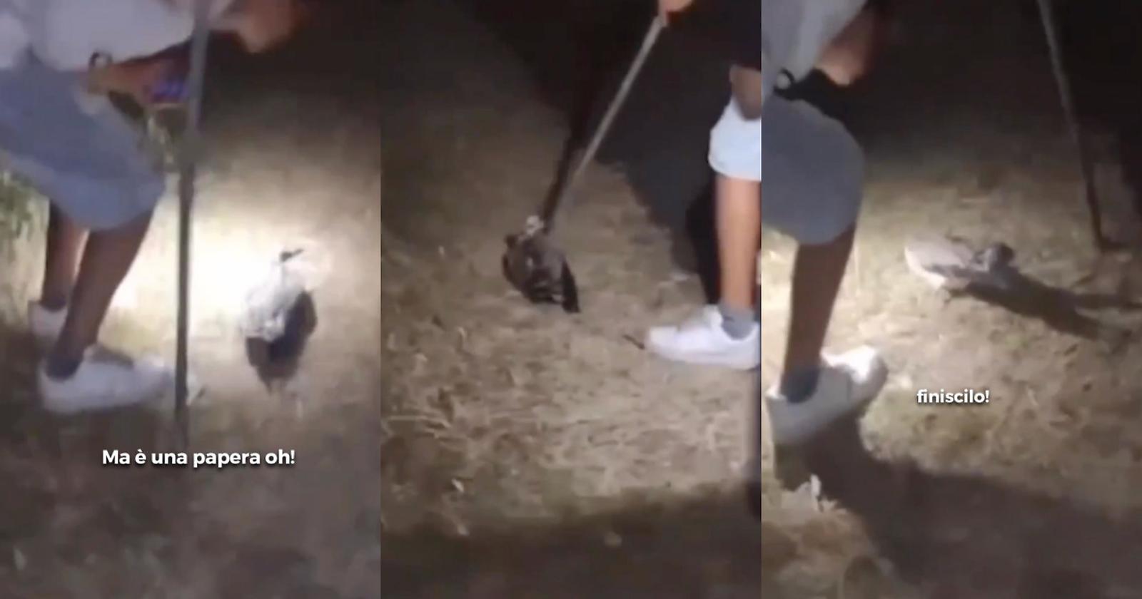 A Rodi Garganico quattro ragazzi bastardi uccidono un'anatra a bastonata 