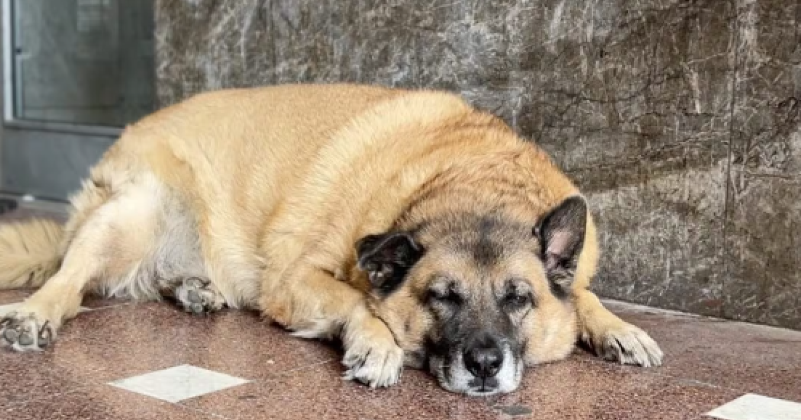 Il Comune di Avellino mette a dieta Pippo: il primo cane libero accudito dalla città