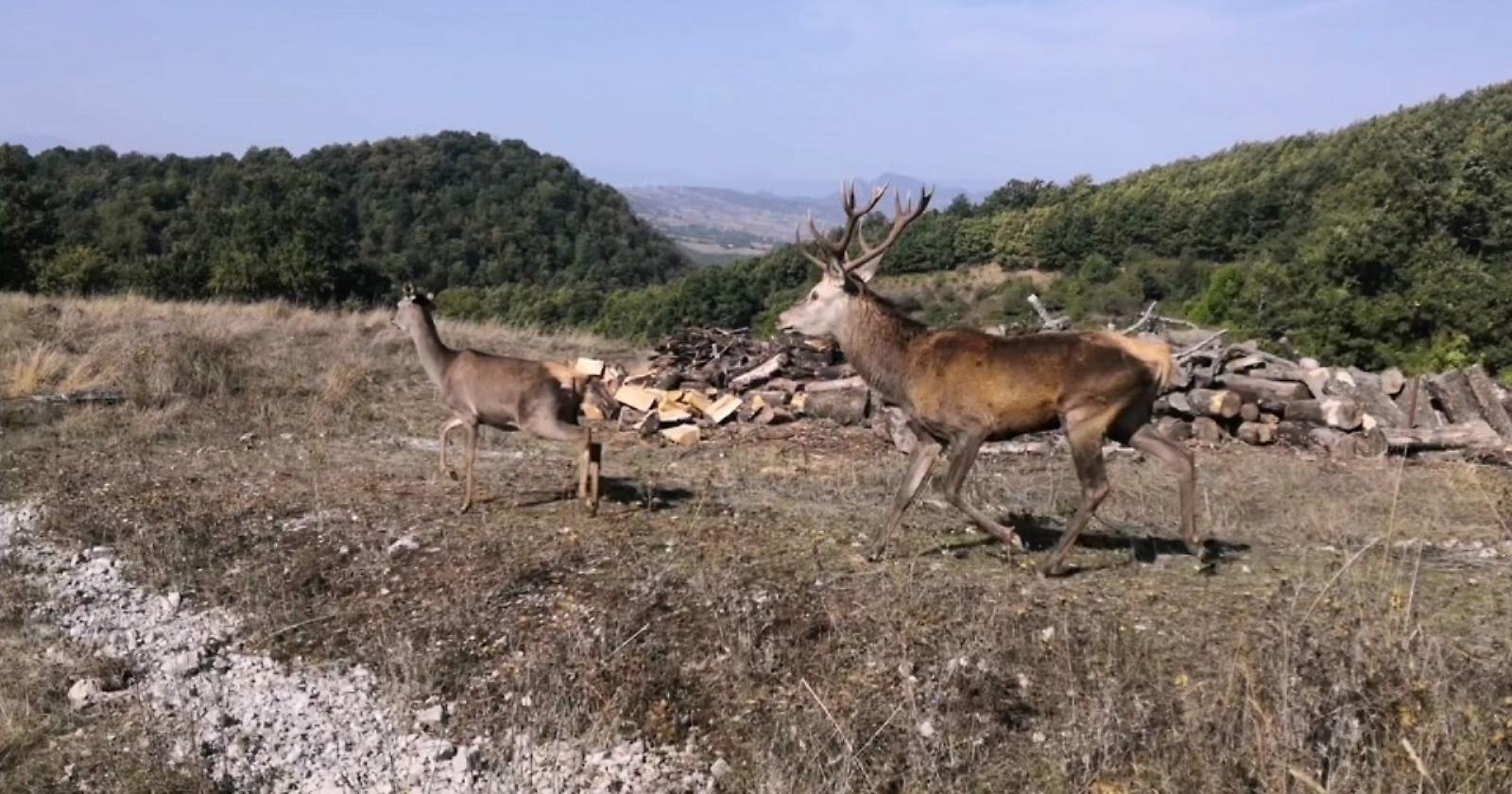 A buon fine il trasferimento di alcuni esemplari di cervo nella Foresta di Fossa Cupa in agro di Abriola