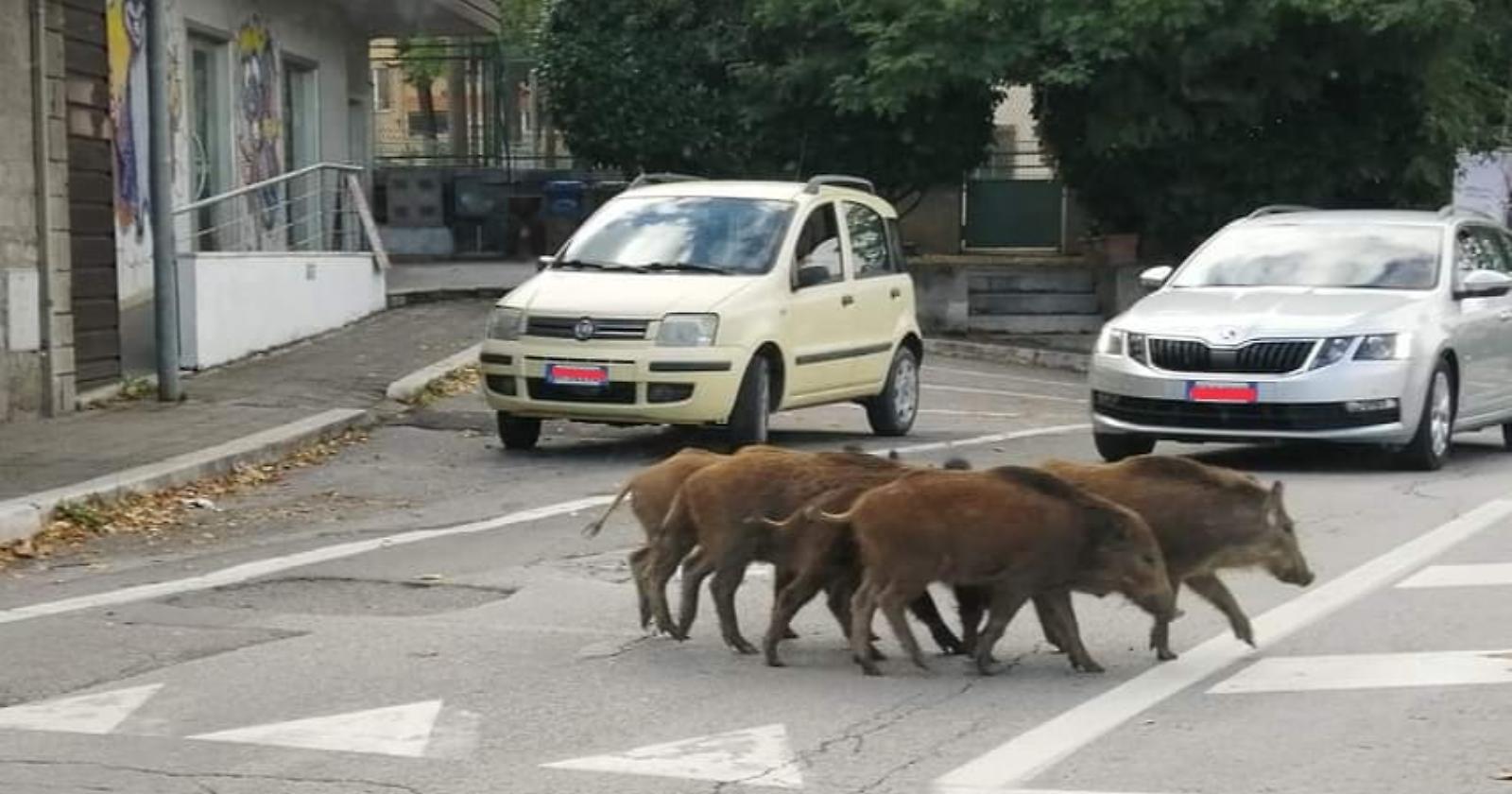 Potenza invasa dai cinghiali: il sindaco Guarente corre (in ritardo) ai ripari 