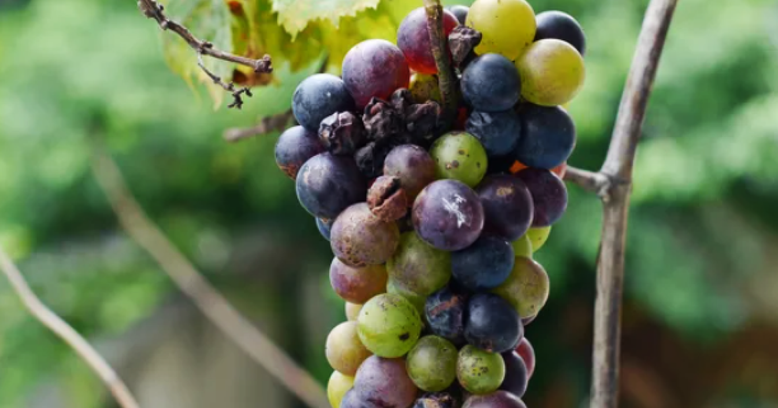Produzione vinicola: in Basilicata cala del 30 per cento, pesa la "muffa bianca"