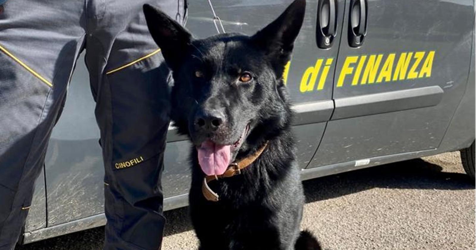 Onore a Horst, Gerico, Jakson e Jim: i 4 cani della GdF di Foggia hanno portato al sequestro di 150 Kg di droga