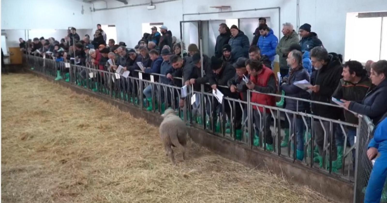 Un grande successo per la 44^ asta degli arieti a Laurenzana