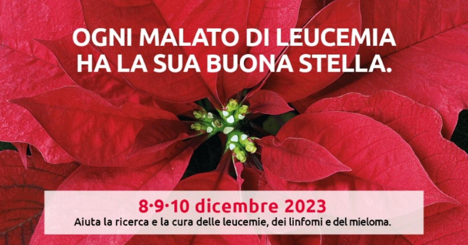L'Ail di Matera torna nelle piazze con la tradizionale manifestazione delle Stelle di Natale