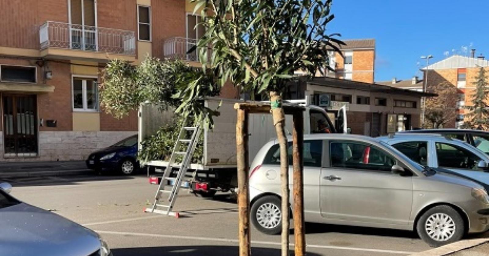 41 nuovi alberi per una Matera più green