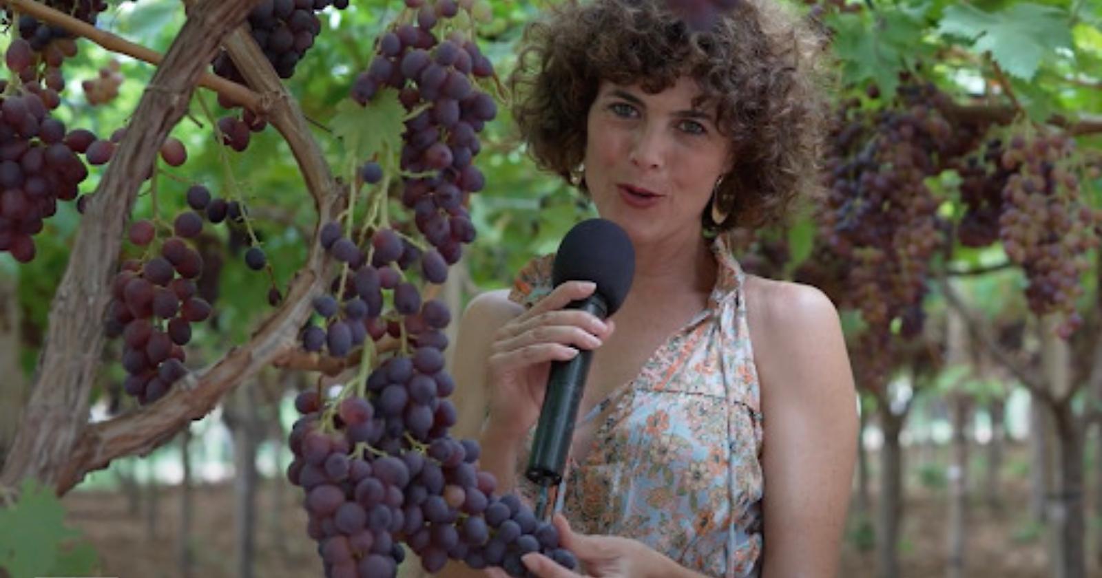 E' la Puglia che mette l'uva sulla tavola dell'Italia, dalla Basilicata pochi chicchi