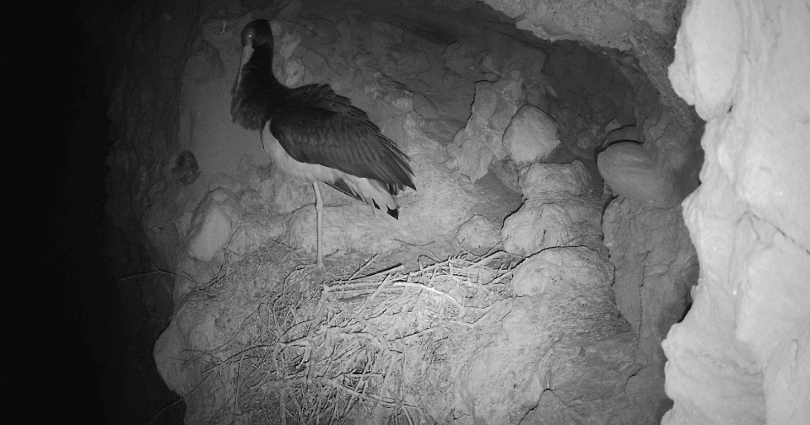 Basilicata scrigno di biodiversità, ad Oliveto Lucano arriva la cicogna nera