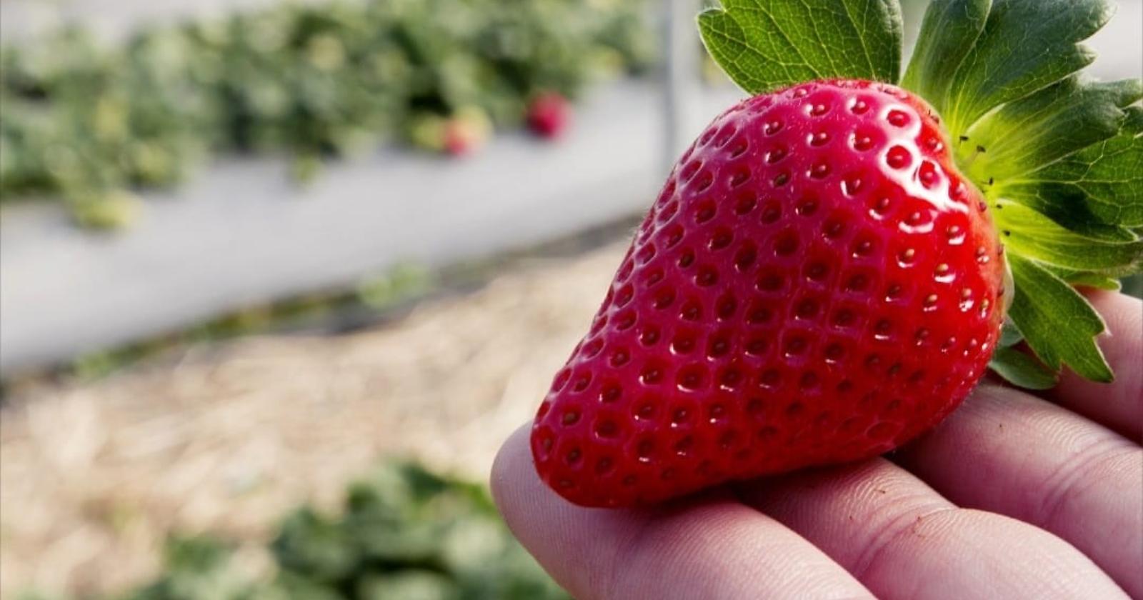 La fragola della Basilicata protagonista ai Campionati italiani della Cucina 2024 a Rimini