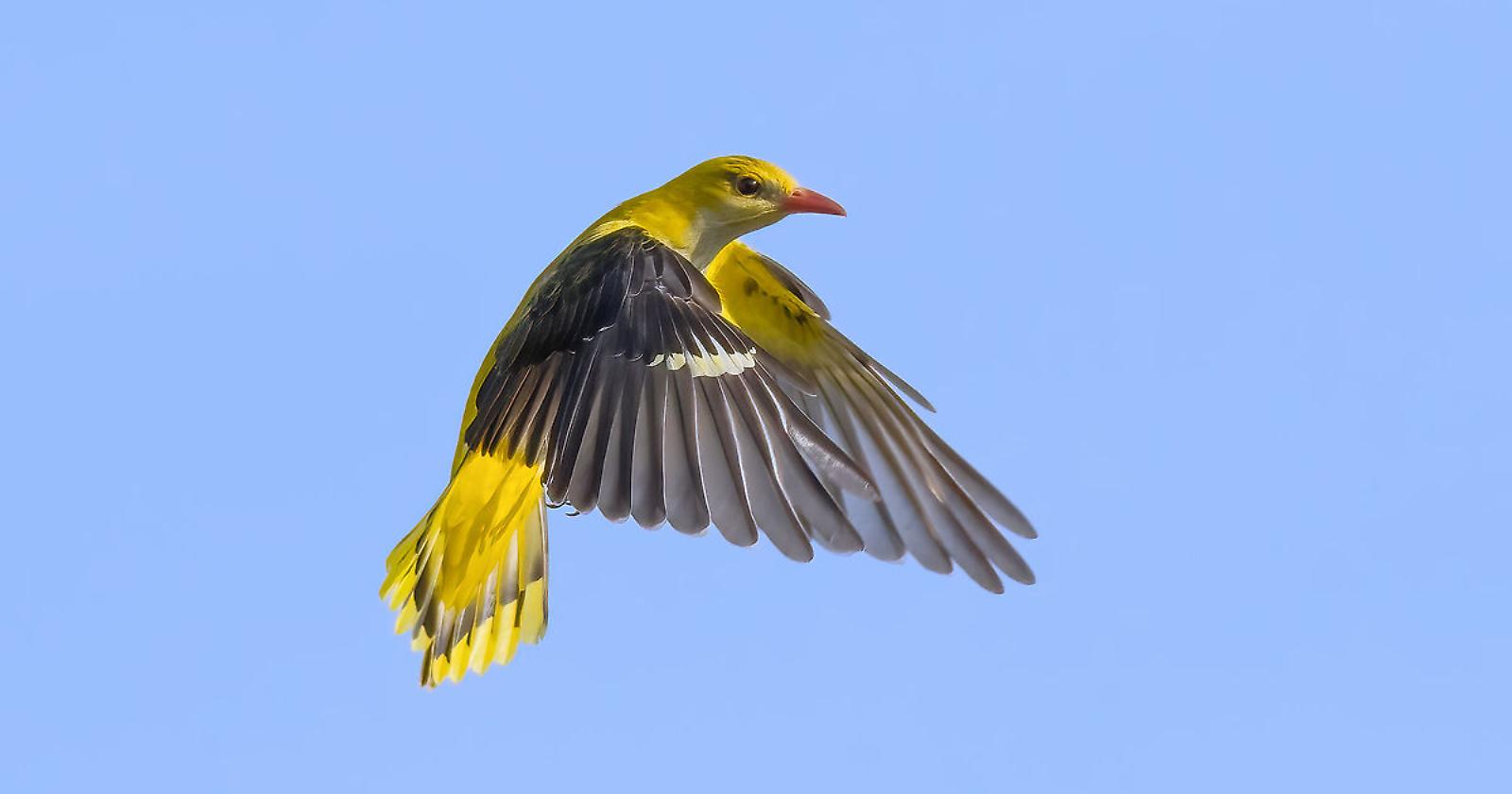 Il rigogolo, un gioiello alato della Basilicata: viaggio tra natura e biodiversità