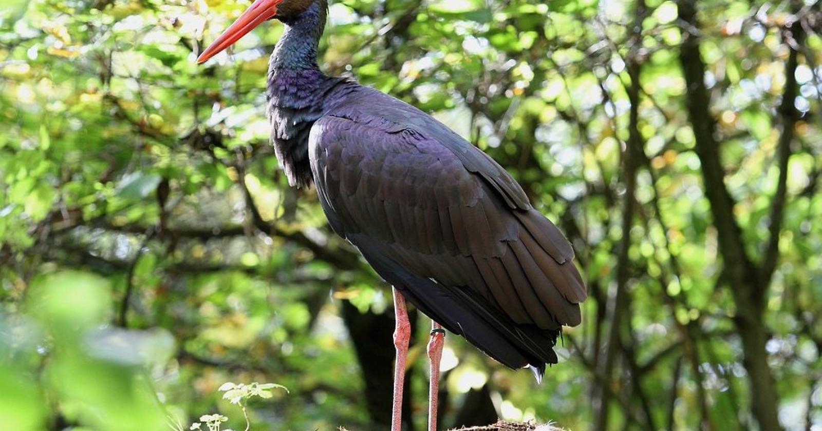 Cicogne Nere in Italia: Un Raro Spettacolo di Biodiversità alla Riscoperta con Carmine Lisandro