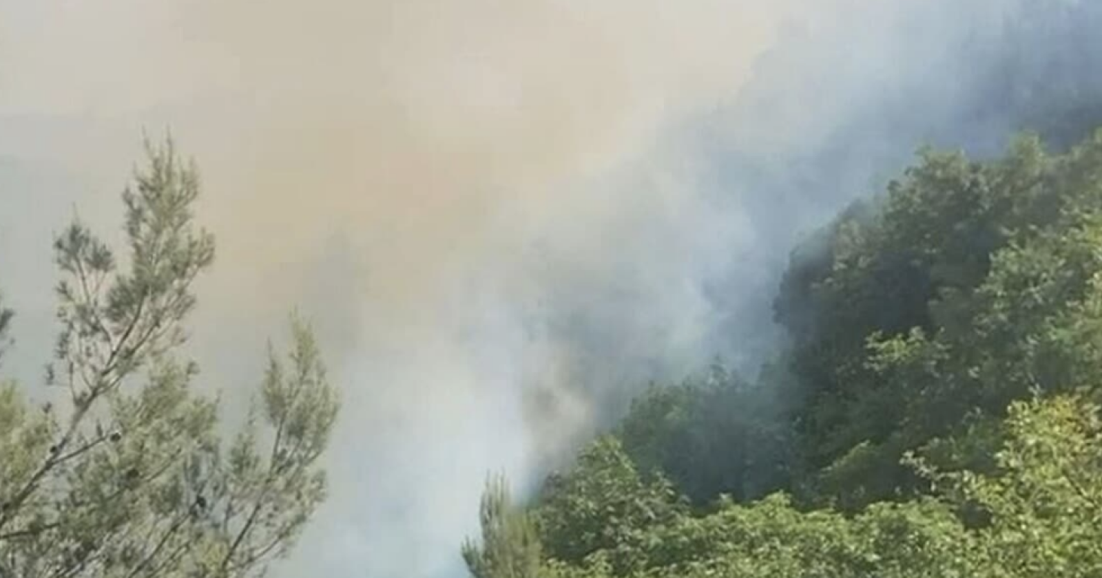 Il bosco in fiamme: Gargano sotto assedio