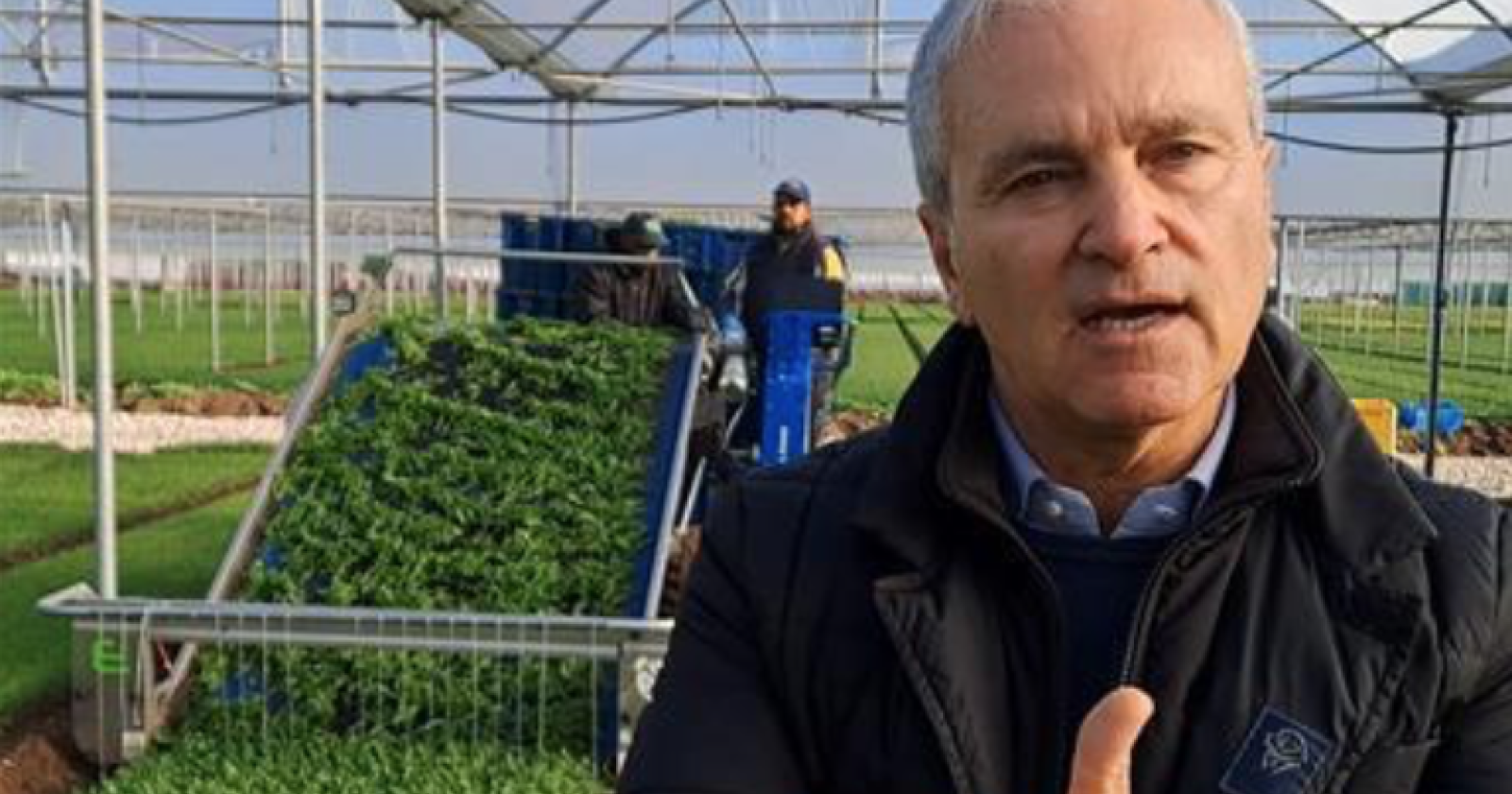 La rucola aiuta la fertilità maschile e contrasta gli effetti tossici della plastica per i cibi