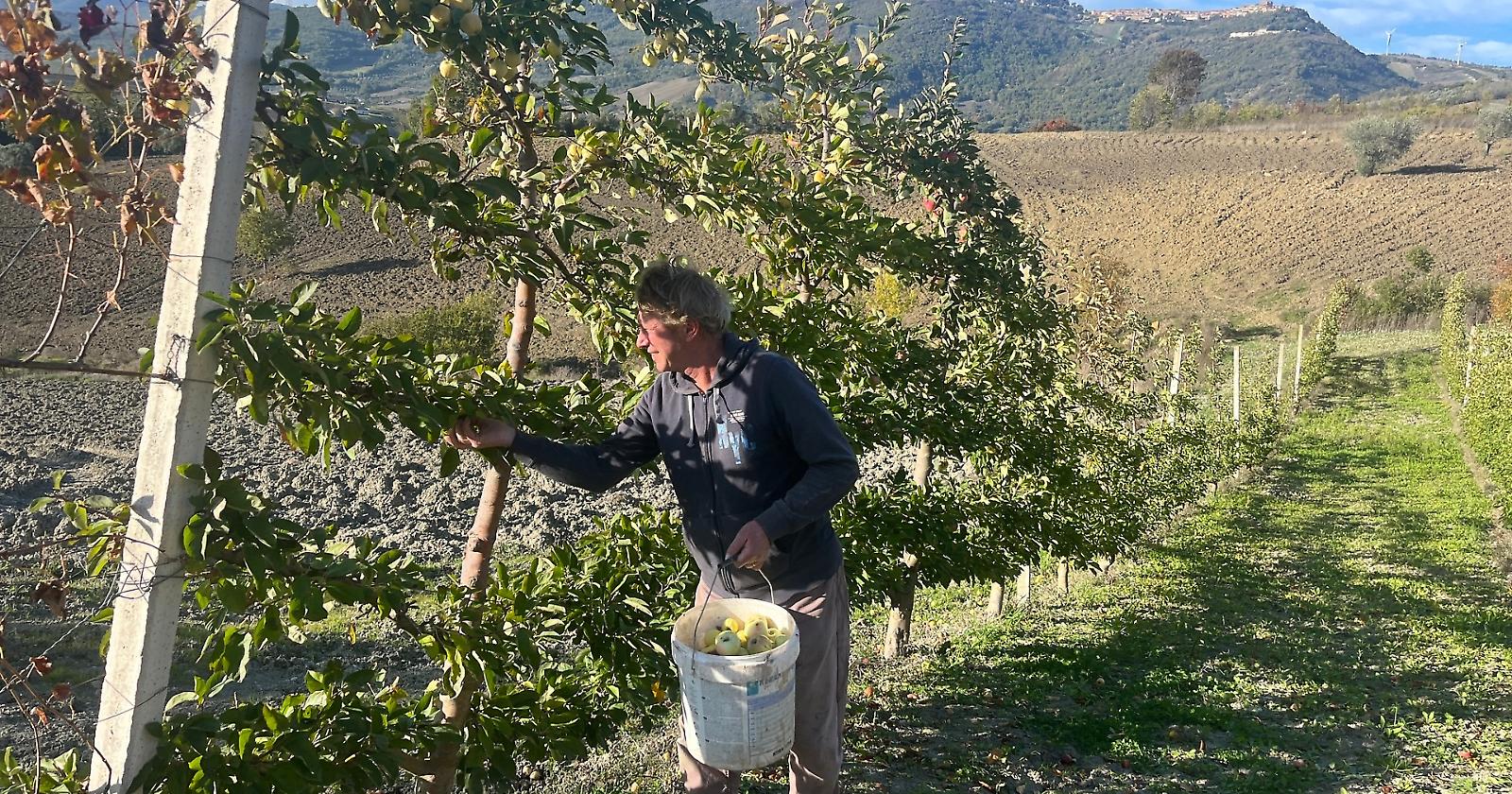 Bruxelles apparecchia la tavola per la mela limoncella di Candela