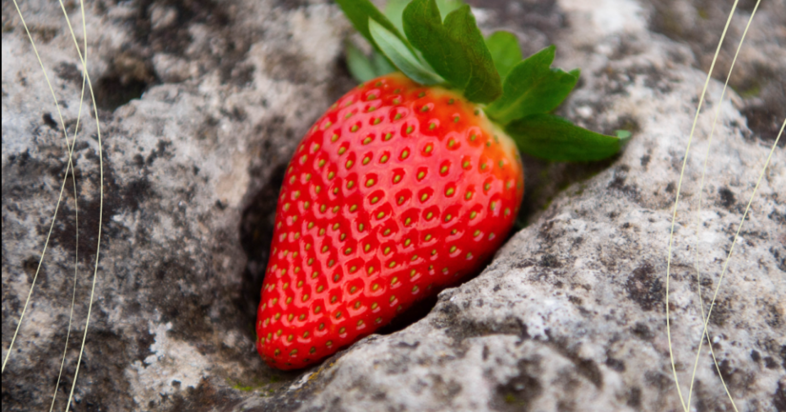 La fragola di Matera vince l'oscar italiano dell'ortofrutta