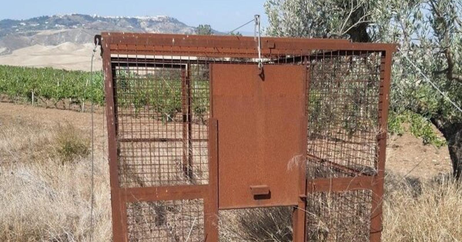 Murgia Materana: avviate le operazioni per l'installazione delle gabbie per catturare i cinghiali 