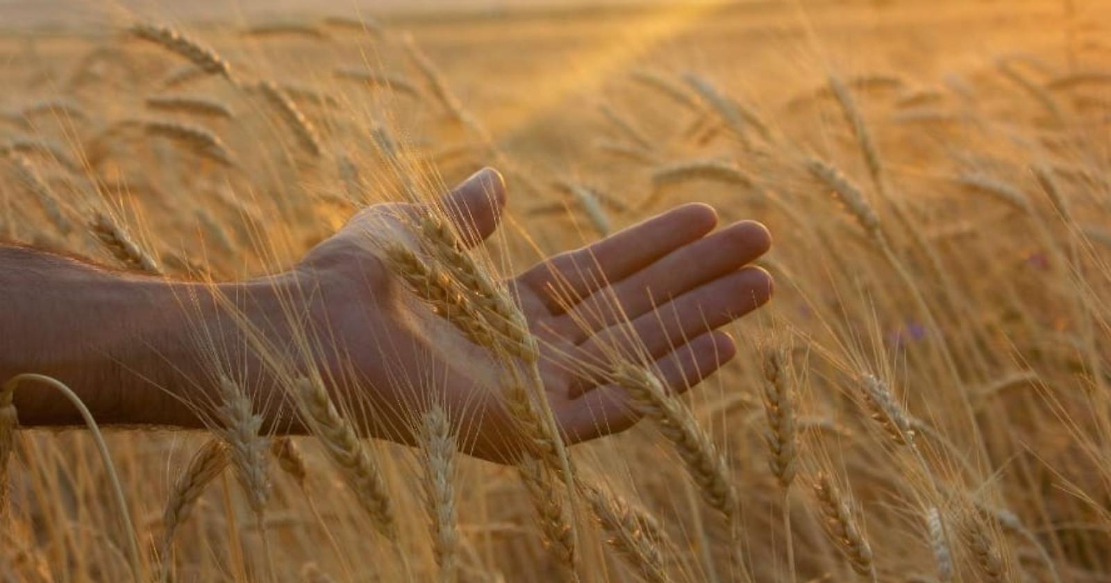 Sos grano: ecco il dramma della siccità nelle regioni del Sud Italia