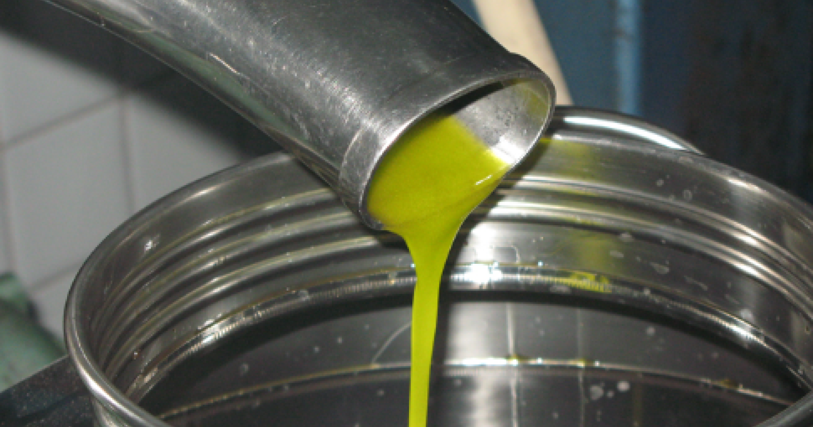 Stagione a rischio per l'olio evo lucano: allarme dei produttori 