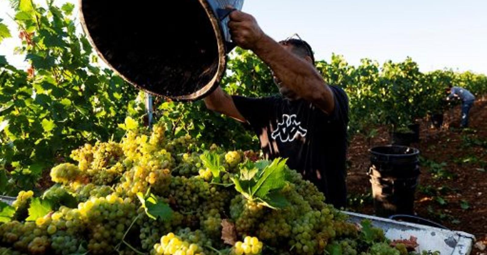 In Basilicata è già vendemmia, con 350 viticoltori che producono 2milioni di bottiglie di vino