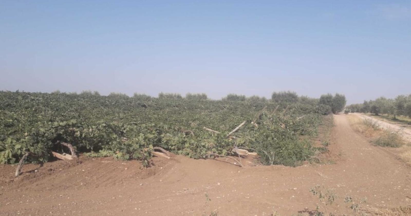 Danno da 18mila euro per un vigneto abbattuto da delinquenti a San Severo, il giovane agricoltore: «Ora basta, vado via»