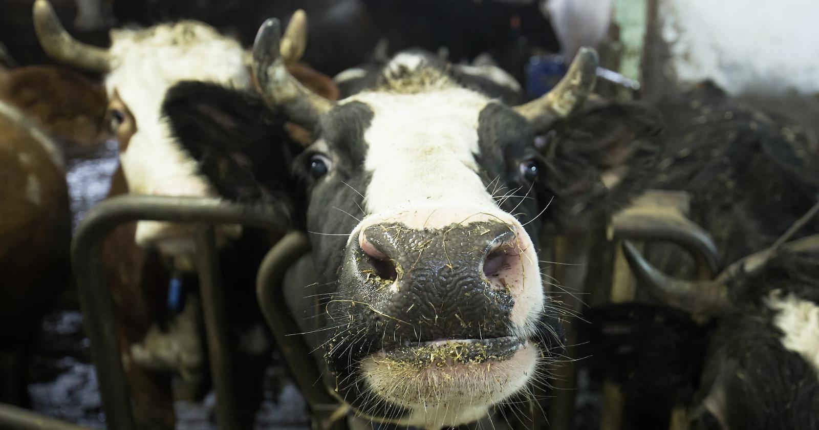 Denunciato allevatore del Foggiano che ha liberato una mandria con bovini malati