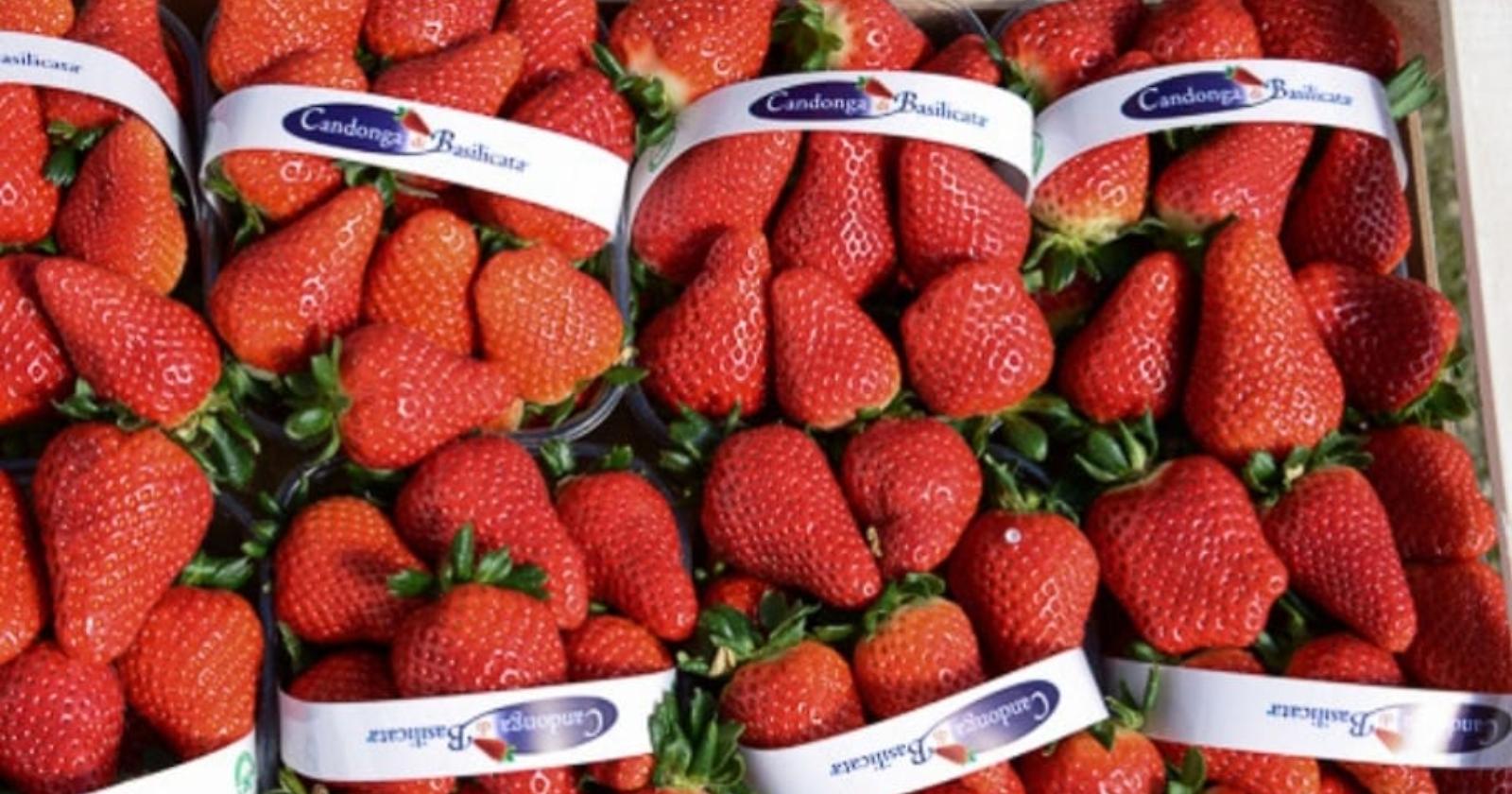 Ai nastri di partenza la stagione delle fragole, prezzo in calo del 15 per cento 
