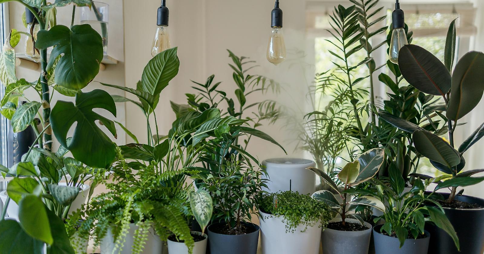 Piante e social: perché il Plant Decor è la tendenza del momento