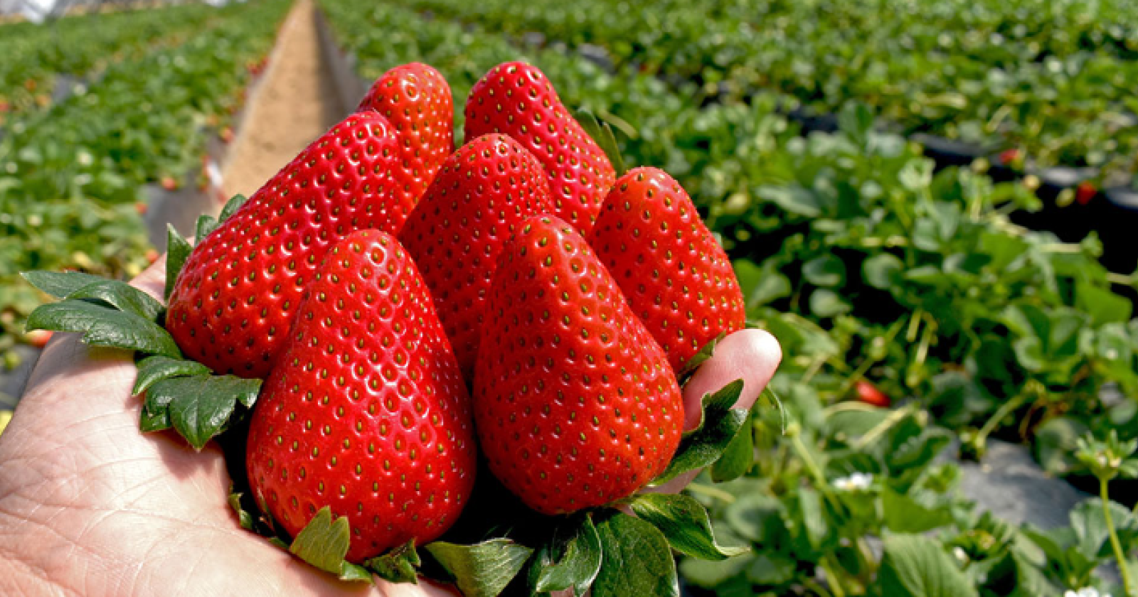 Prezzi all'ingrosso, ancora alte le quotazioni delle fragole: Sabrosa da 4,50 euro/kg, Inspire  5,50 euro/kg