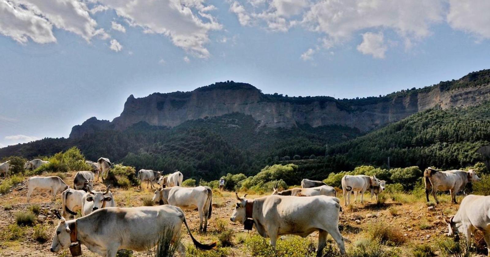 A Picerno è tutto pronto per la "Festa della Transumanza"