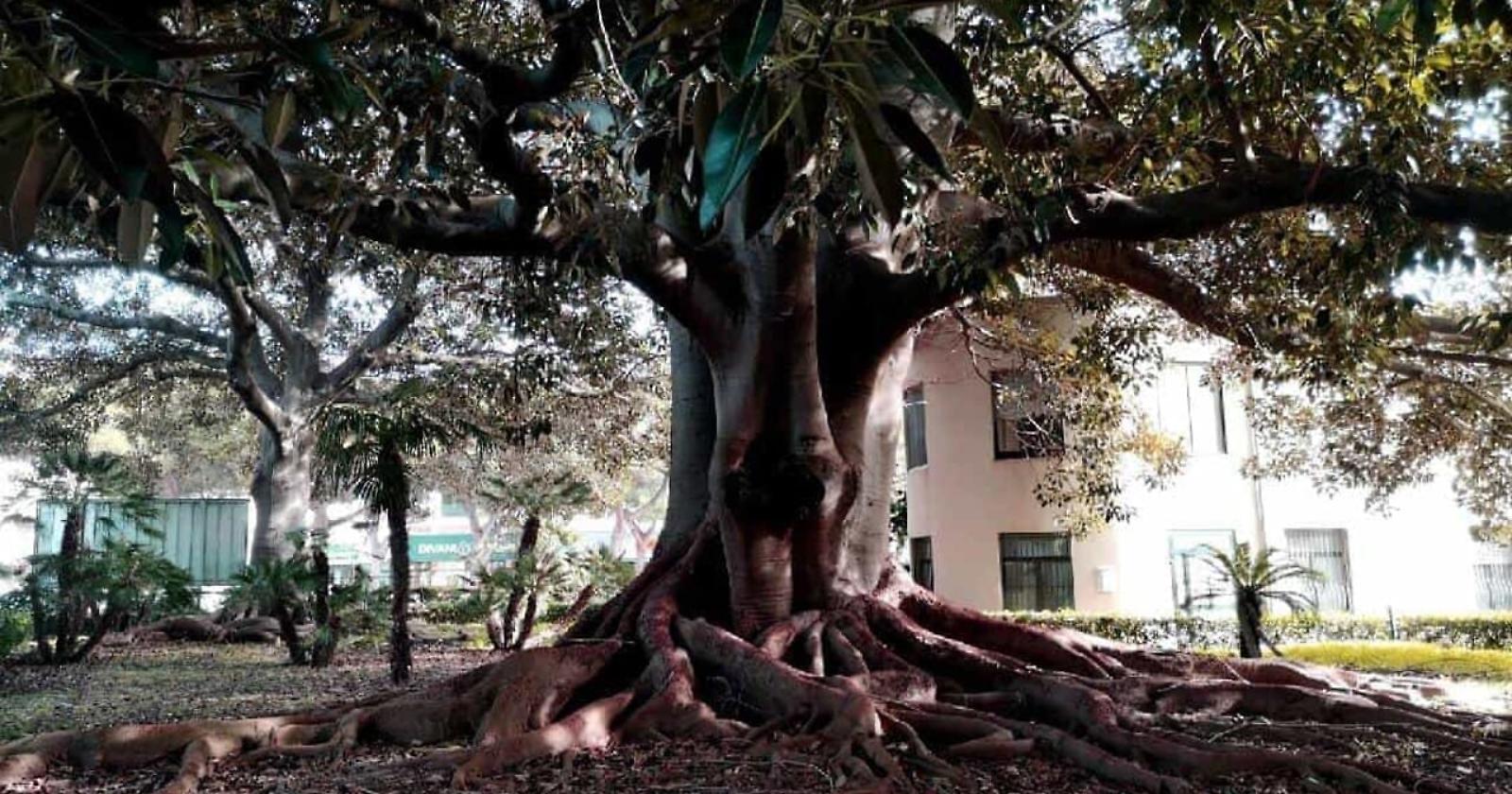 E' la provincia di Foggia la terra dei "patriarchi verdi" di Puglia