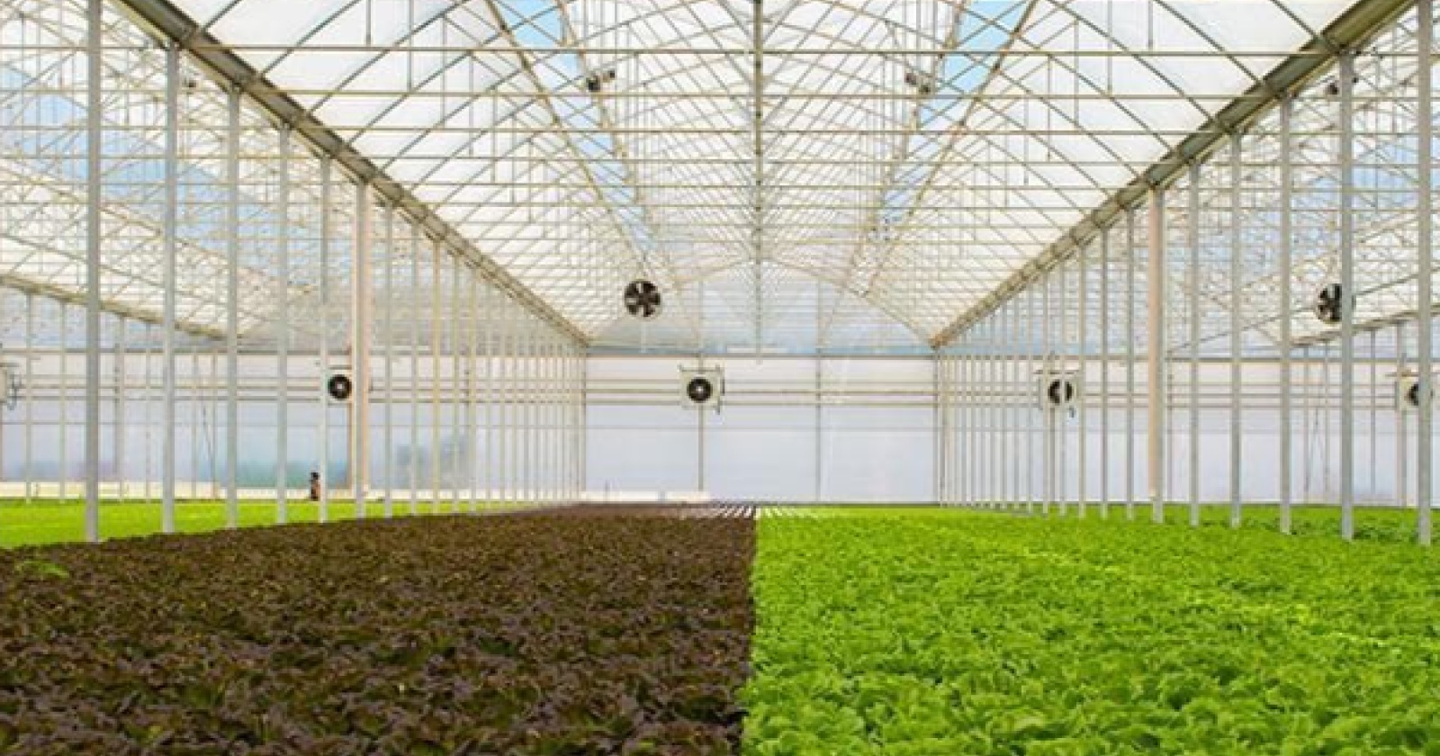 La Basilicata guida la nuova rivoluzione agricola:  è la regione con il maggior numero di giovani imprenditori 