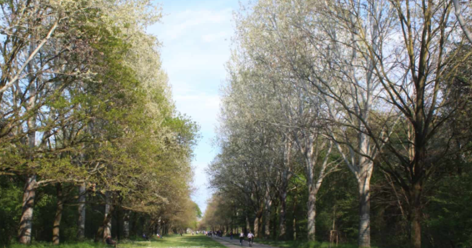 Forestazione urbana in crescita: raddoppiano i Comuni coinvolti in 12 anni