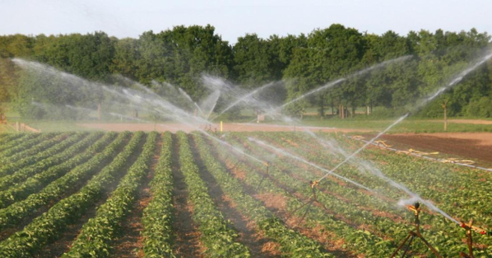 Agricoltura lucana, al via le prenotazioni irrigue: la Basilicata resiste alla crisi idrica 
