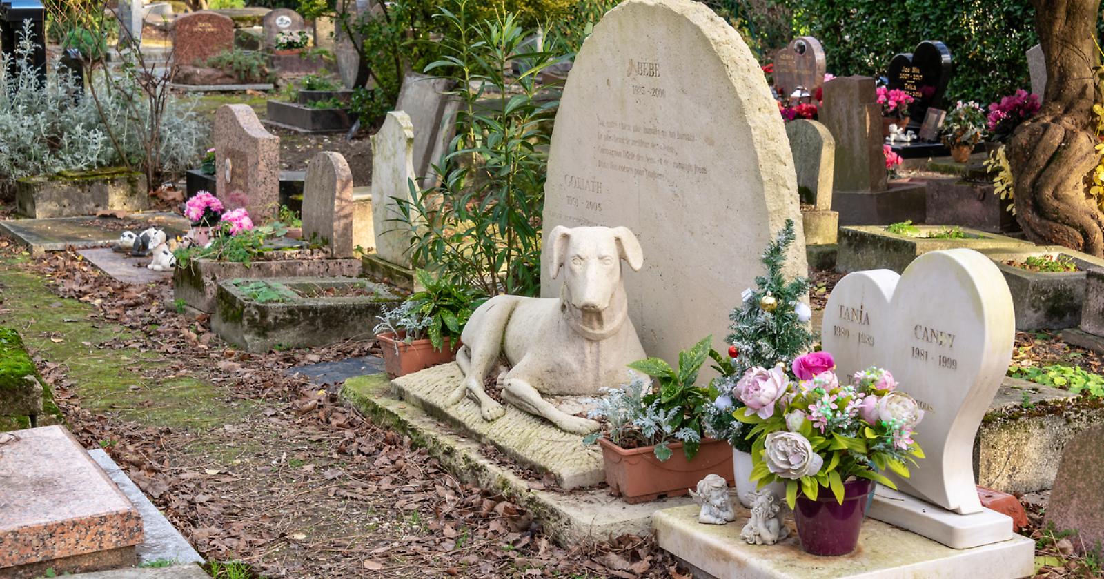 Via libera unanime a Matera per il cimitero degli animali "Il bosco della memoria"