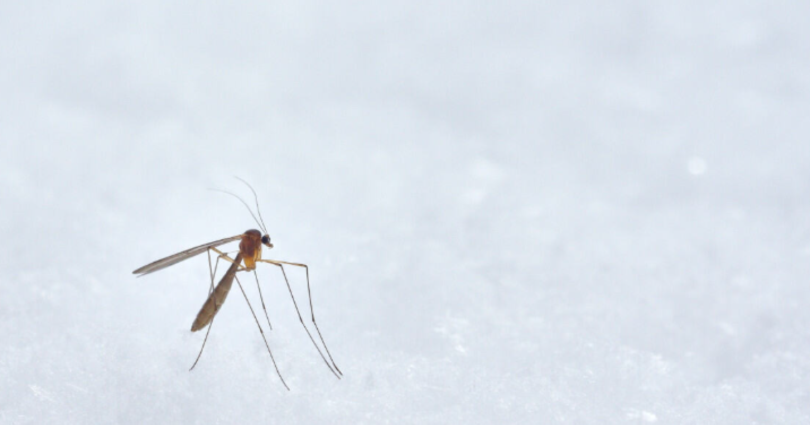 Virus West Nile, nel Materano predisposte 6 stazioni di sorveglianza entomologica
