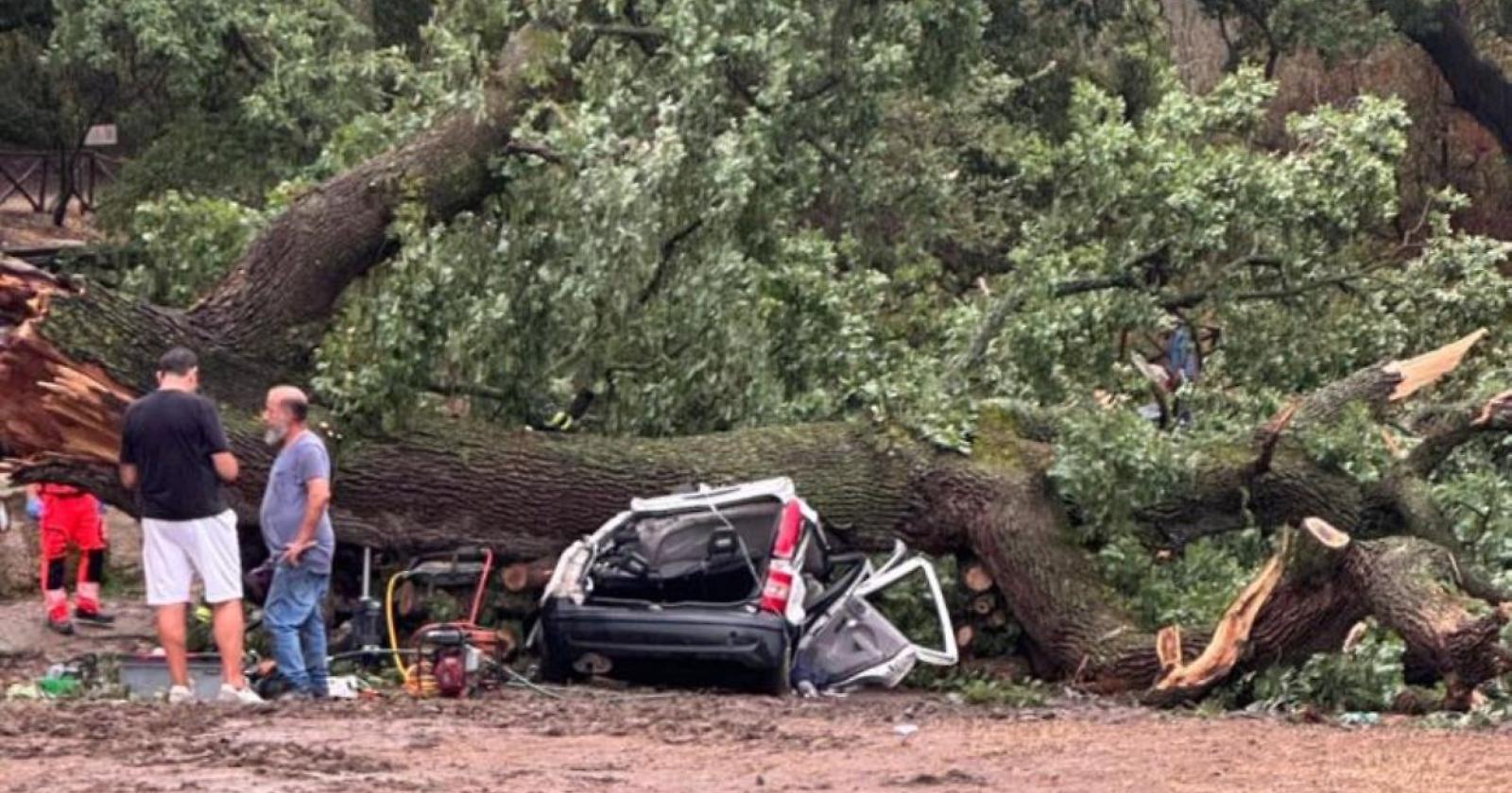 Inchiesta della Proura di Matera sulla caduta dell'albero che ha ucciso un ragazzo, situazione critica per la 19enne che era nell'auto