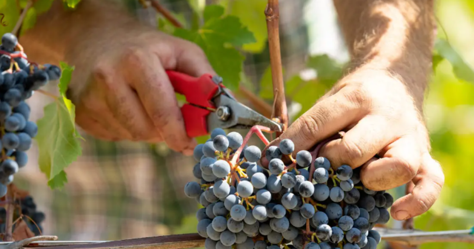 Vendemmia 2025: in Basilicata produzione in crescita del 40 per cento