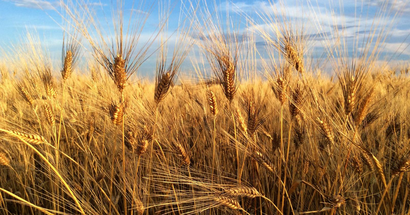 Il "Senatore Cappelli", creato a Foggia, "insegna" al Messico come ottenere il grano resiliente