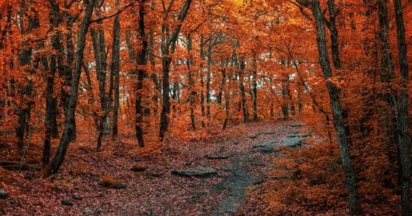 Turismo di autunno: in Basilicata foglie che cadono, occasioni che sfuggono