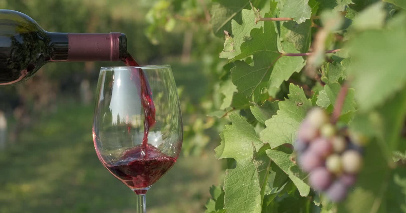 L’Italia del vino prima per volumi e seconda per valore: 8,1 miliardi nel 2024 ed export in crescita