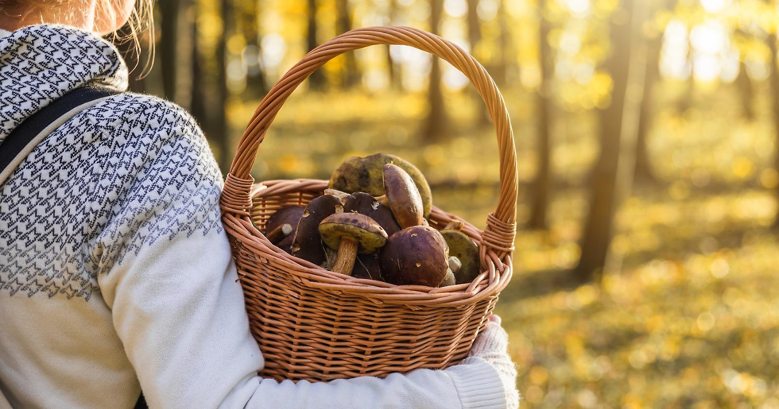 Si possono mangiare i funghi crudi?